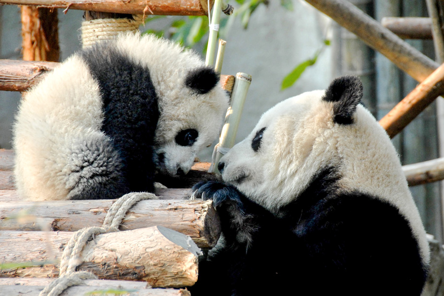 Pandas, Chengdu Research Base of Giant Panda Breeding
