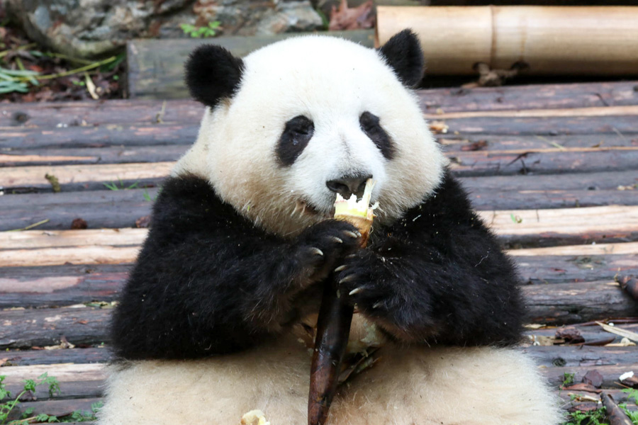 Panda Hua Hua, Base de Pandas de Chengdu