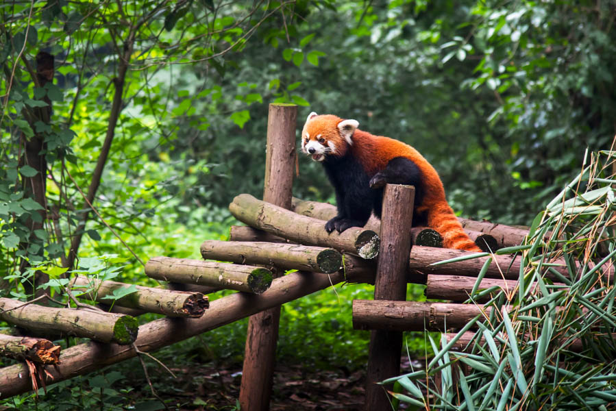 Panda Rojo, Base de Pandas de Chengdu