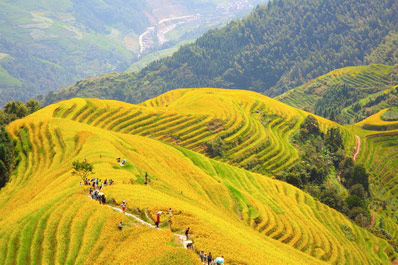 Rice Terraces of Longsheng Rice Terraces of Longsheng