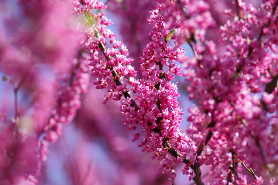 Chinese Redbud