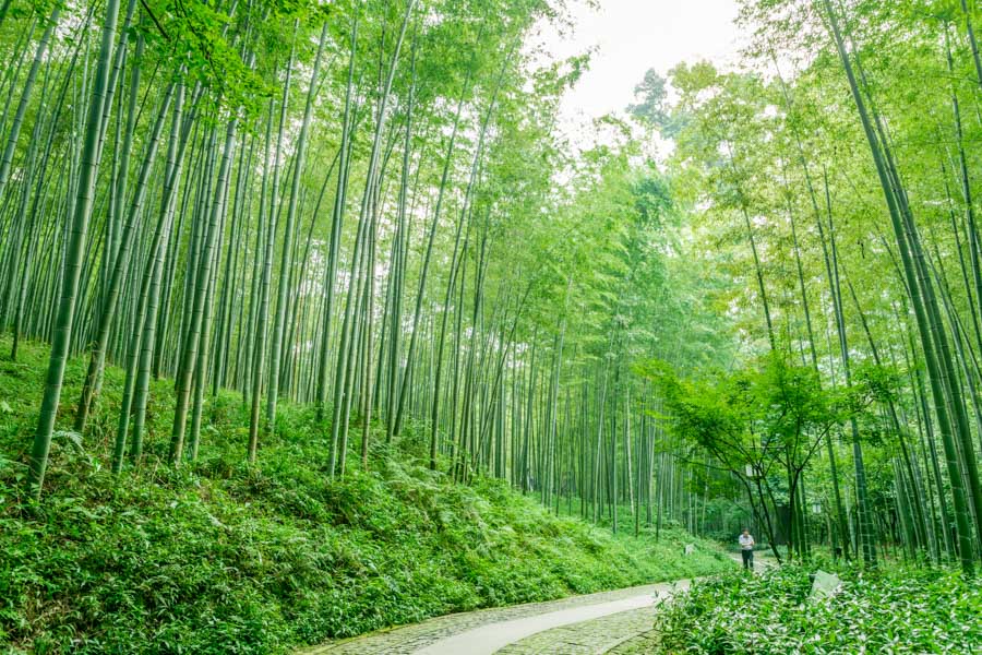 Chinese Symbols of Good Fortune and Prosperity: Bamboo Forest Chinese Symbols of Good Fortune and Prosperity: Bamboo Forest