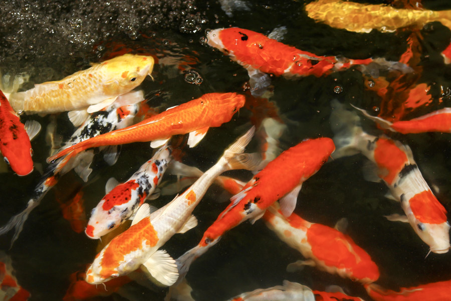 Chinese Symbols of Good Fortune and Prosperity: Koi Carps Chinese Symbols of Good Fortune and Prosperity: Koi Carps