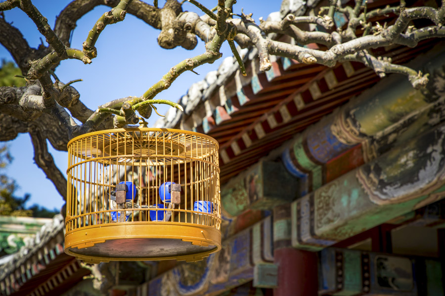 Birdcage in Old Courtyard, Beijing
