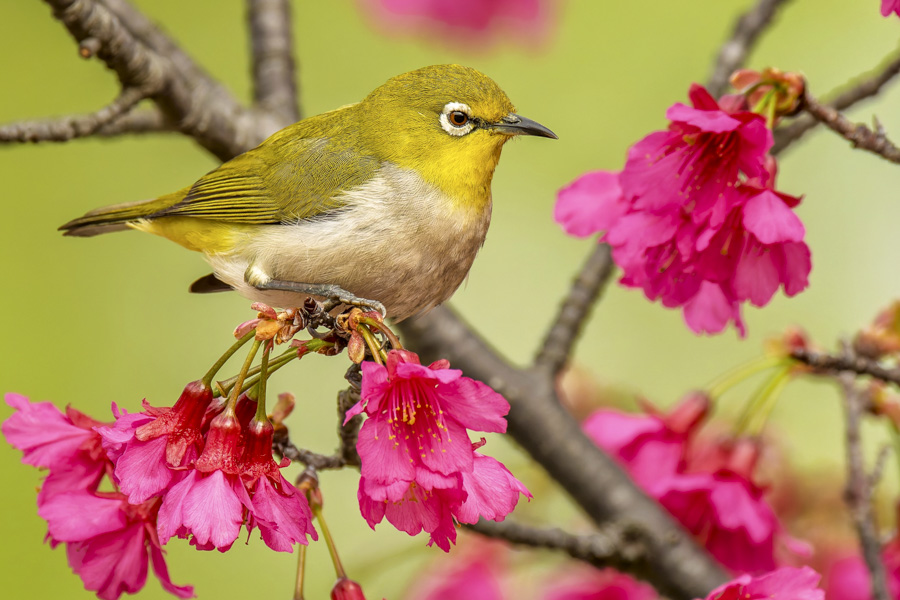 Warbling White Eye (Zosterops Japonicus)