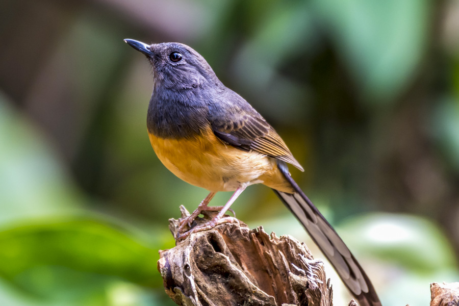White-rumped Shama (Kittacincla Malabarica)