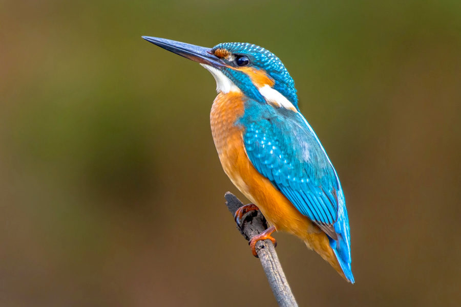 Martín Pescador, Simbolismo en China