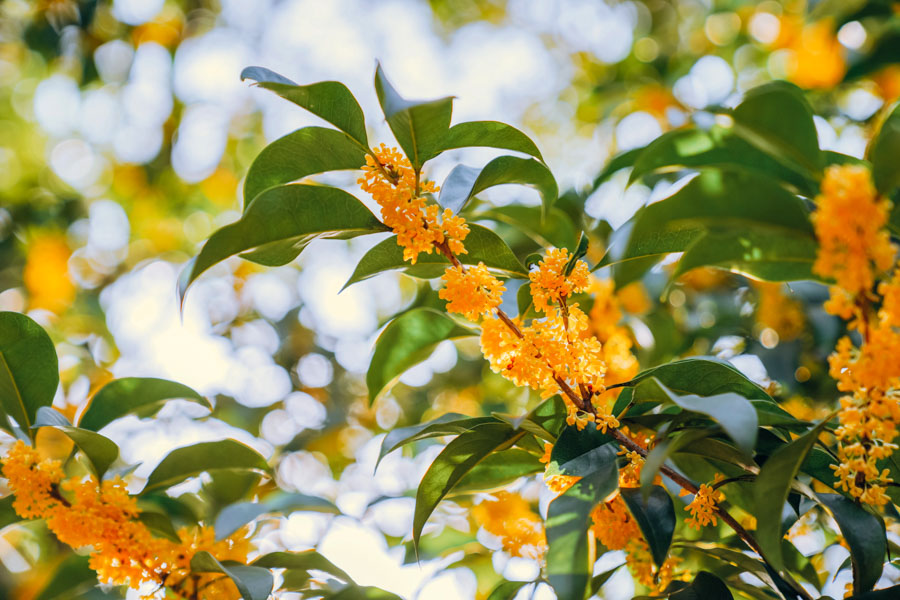 Osmanto, Parque de Guilin