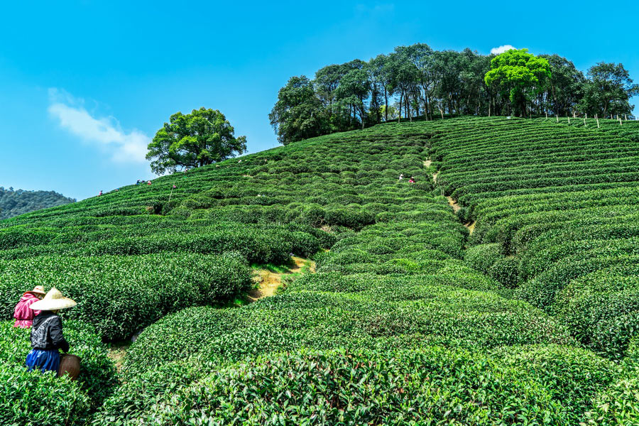 Longjing Village, Hangzhou, China