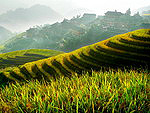 Рисовые поля в Китае