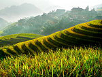 Rice fields in China