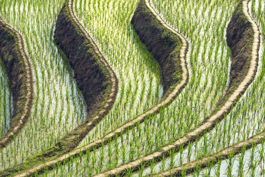 Longsheng Rice Terraces, China