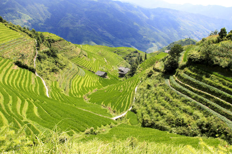 Nine Dragons Viewpoint, Longsheng Rice Terraces Nine Dragons Viewpoint, Longsheng Rice Terraces