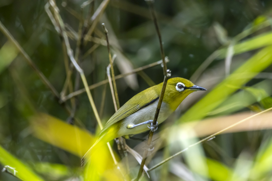 Swinhoe’s White-eye, Birdwatching