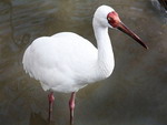 Japanese ibis - Louguantai Wild Animal Breeding and Protection Centre