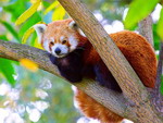 Малая панда- Центр защиты животных Лоугуаньтай, Шэньси