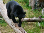 Азиатский черный медведь- Центр защиты животных Лоугуаньтай, Шэньси