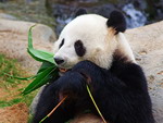 Panda - Louguantai Wild Animal Breeding and Protection Centre