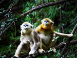 Золотистая обезьяна - Центр защиты животных Лоугуаньтай, Шэньси
