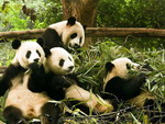 Panda - Louguantai Wild Animal Breeding and Protection Centre