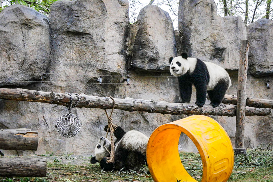 Shanghai Wild Animal Park