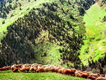 Southern Pastures of Urumqi
