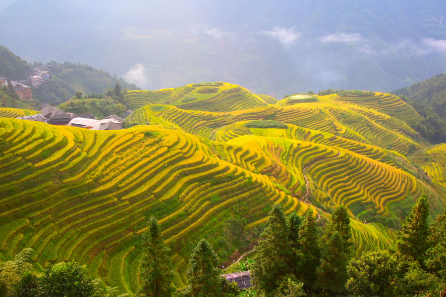 Longsheng Terrace Fields