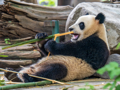 4-Day Panda and Buddha Tour