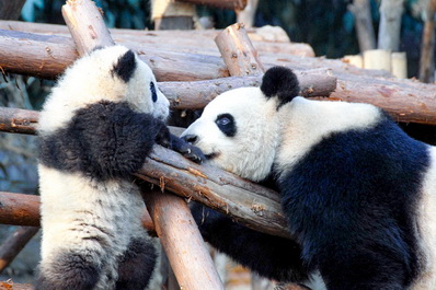 Panda Base, Chengdu