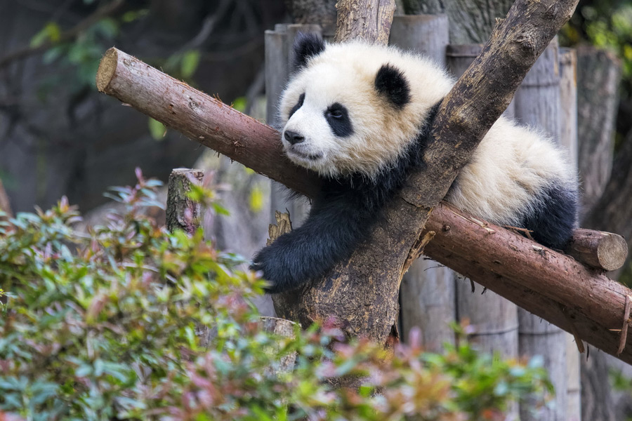 Chengdu Panda Base
