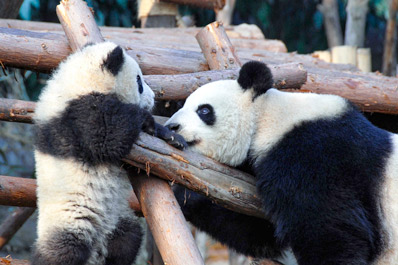Panda Base, Chengdu