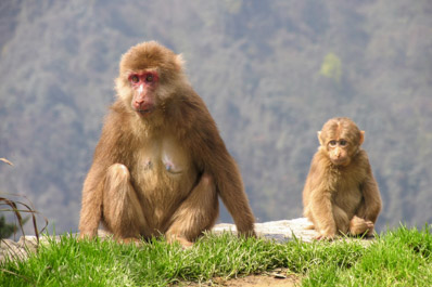 Tibetan Macaques, Monkey Area