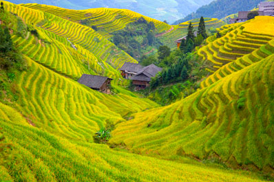 Longji Rice Terraces
