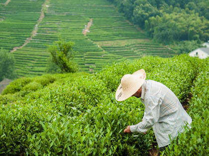 One-day Tour to Hangzhou from Shanghai