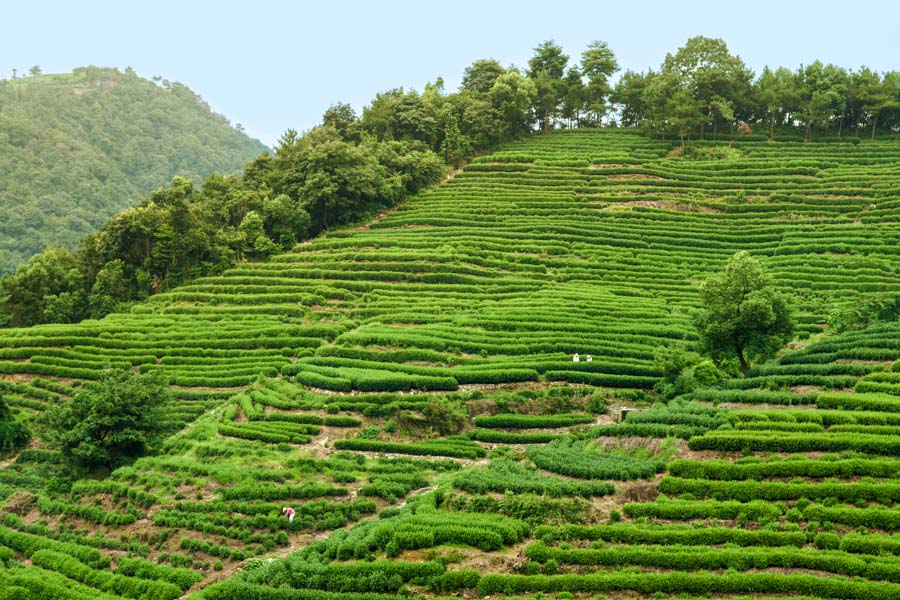 Meijiawu Tea Village