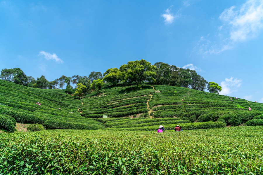 Meijiawu Tea Village