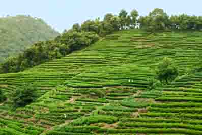 Meijiawu Tea Village
