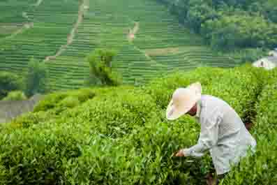 Meijiawu Tea Village