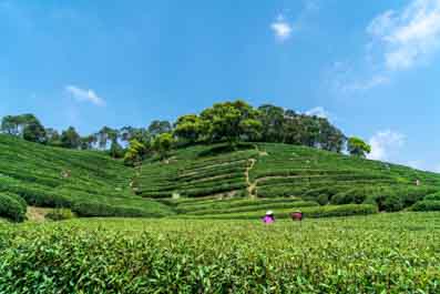 Meijiawu Tea Village
