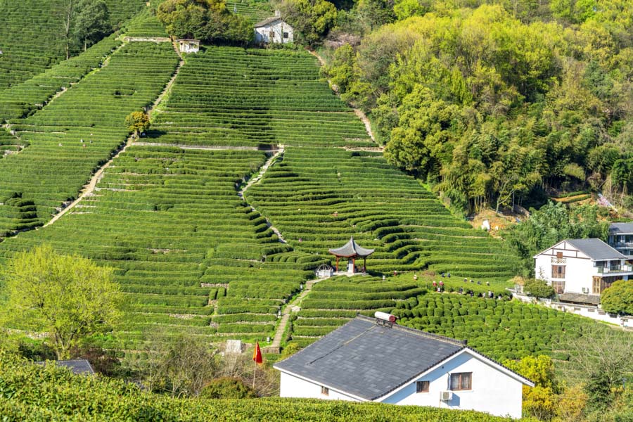 Longjing Tea Plantation, Hangzhou