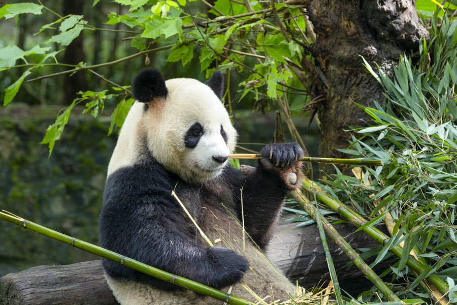 Chengdu Panda Base