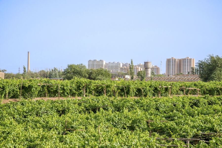 Grape Valley, Turpan Grape Valley, Turpan