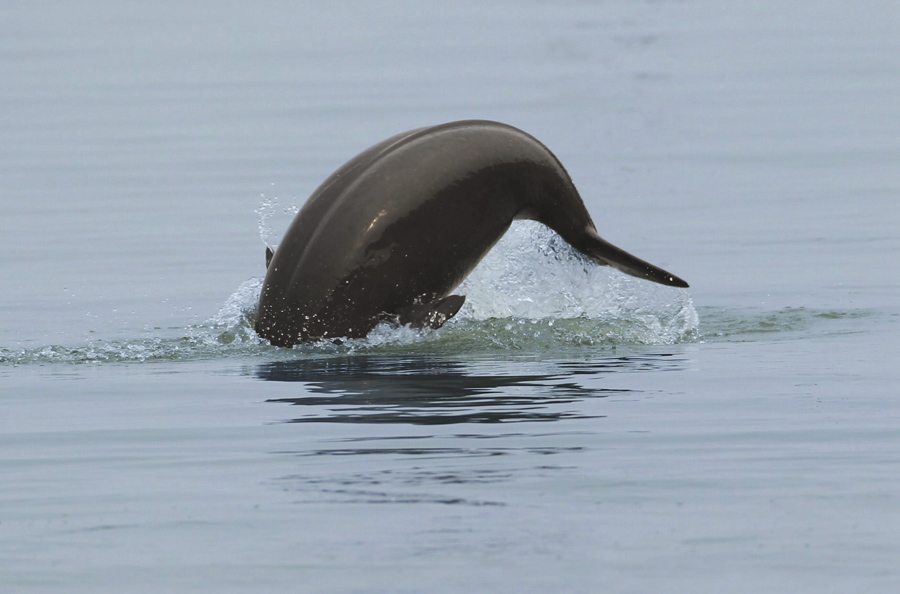 Yangtze Finless Porpoise Yangtze Finless Porpoise