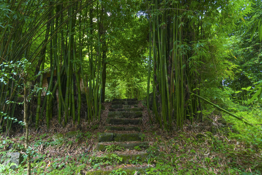 Three Gorges Bamboo Sea Ecological Scenic Spot, Yichang Three Gorges Bamboo Sea Ecological Scenic Spot, Yichang