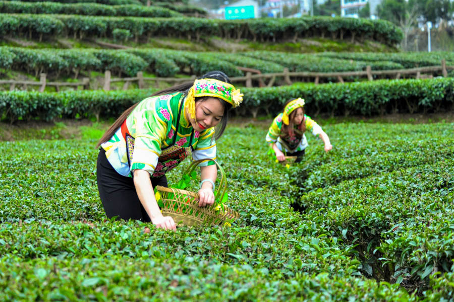Tea Plantation, Yichang Tea Plantation, Yichang