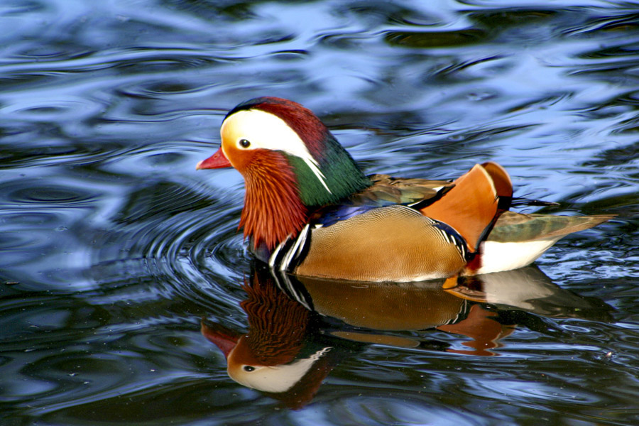 Mandarin Duck