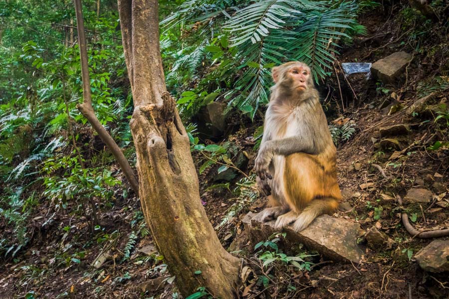 Macaque, The Golden Whip Stream’s Wildlife