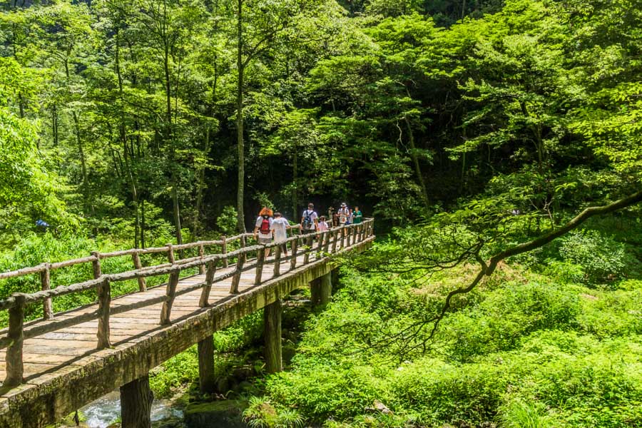 Wooden Bridge, Golden Whip Stream