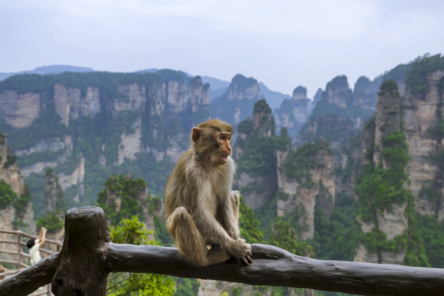 Macaque, Zhangjiajie National Forest Park Macaque, Zhangjiajie National Forest Park