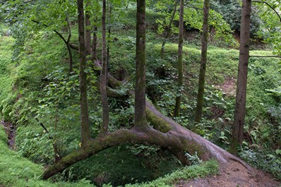 Botanical Garden of Batumi